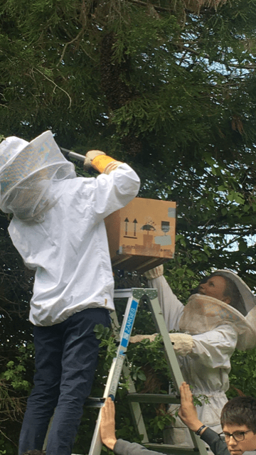 Read more about the article Summ, summ, summ, wir ziehen Bienen um!